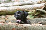 CANE CORSO 995